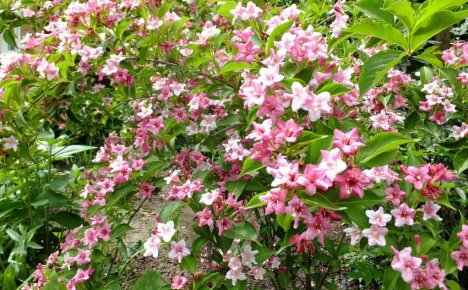 Kuinka hoitaa Weigela Rosea - upea kukkiva monivuotinen kasvi