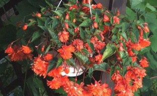Kasvava ampeloosi begonia