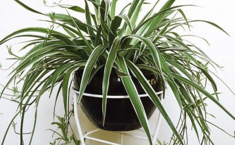 Chlorophytum - kotihoito ja viljelyominaisuudet