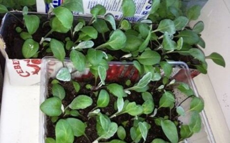 Kuinka kasvattaa Physalis-taimia kotona?