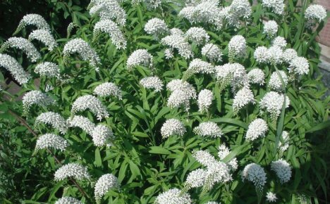 Kuinka kasvattaa ja levittää kielo-lilja Loosestrife - herkkä, mutta pysyvä monivuotinen puutarha