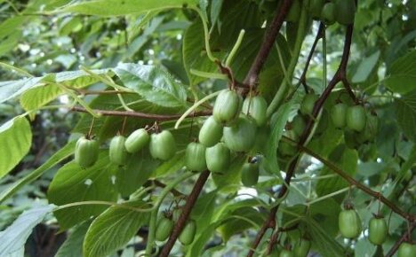Ananas-aktinidia: lajikkeen ominaispiirteet