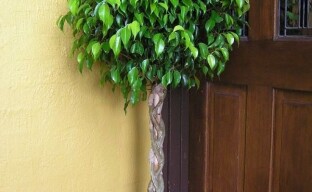 Hyvinvoinnin ja hyvinvoinnin symboli, ficus Benjamin: perheen amuletin hoidon vivahteet