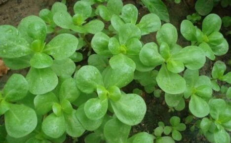 Purslane-vihannes - syötävä rikkaruoho puutarhavuoteissasi