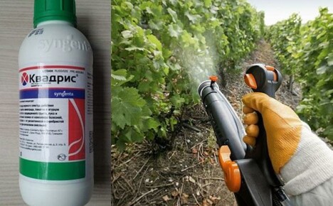 Fungicide Quadris - nopea kuolema sieni-itiöille