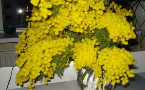 Kuinka pitää mimosa pehmeänä: täytä vesi ja kosteuta kukkia