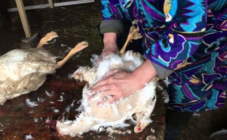 Kuinka hanhen kynsiminen nopeasti kotona - tehokkaimmat keinot