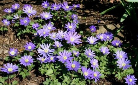 Anemone blanda - kevätesikko puutarhassasi