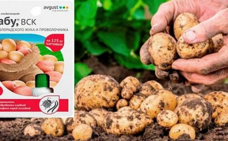 Colorado-perunanmarja-tabulääke: kausi ilman raidallista tuholaisia ​​ja lanka