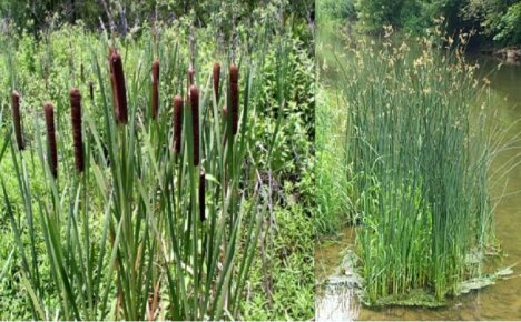 Cattail ja ruoko - erot, valokuvat tai Uusi tutustuminen tottuneisiin kasveihin