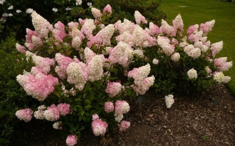 Hortensia paniculata - lajikkeita valokuvilla
