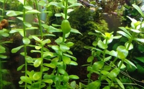 Bacopa Madagaskar - välttämätön ja hyödyllinen kasvi akvaarioon