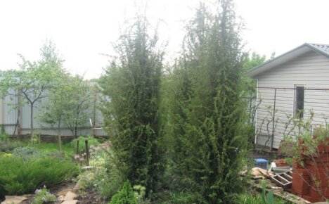 Thuja Uralissa - istuttaa ja hoitaa ikivihreää kauneutta