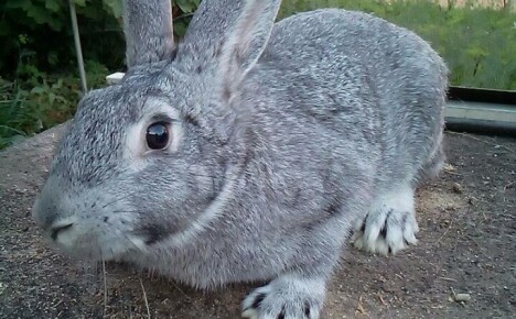Neuvostoliiton chinchilla-rodun kanien onnistunut jalostus