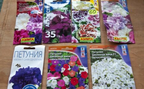 Kasvava petunia alkaa oikealla ostolla - miten valita petunian siemenet