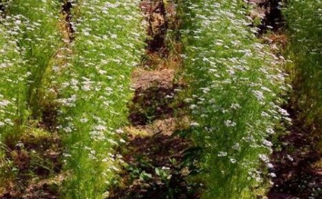 Kasvava aromaattinen korianteri: milloin, minne ja miten istutetaan