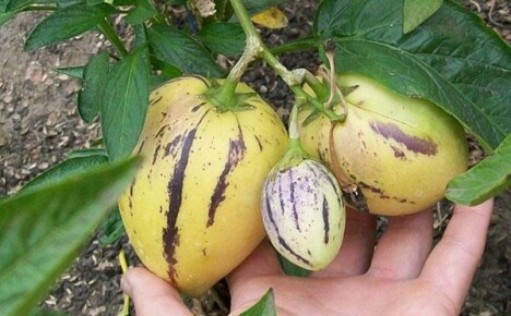 Pepino-kasvi tai melonipäärynä kesämökille