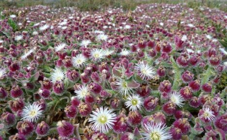 Paras lääke nuorentamiseen - mesembriantemum crystalum, hyödylliset ominaisuudet