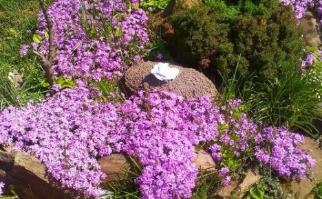 Gypsophila hiipivä vaaleanpunainen ilahduttaa monien vuosien ajan siro, mutta runsas kukinta
