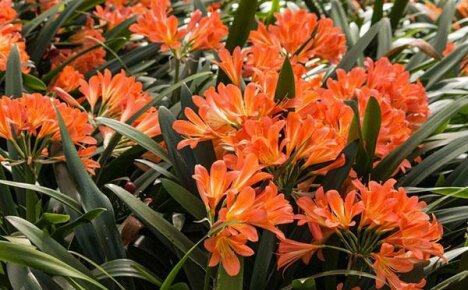 Clivia-hoito on ylellisen kukinnan takaaja