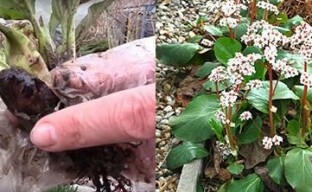 Polku leikkauksesta vertaansa vailla olevaan marjaan