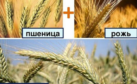 Triticale on rukiin ja vehnän hybridi maamme pelloilla