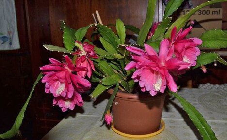 Kuinka hoitaa epiphyllumia kotona