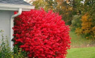 Tapaa puutarhan siivekäs euonymus