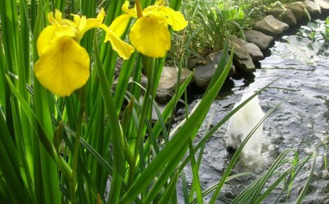 Milloin istuttaa suon iiris - luonnollinen lampisuodatin