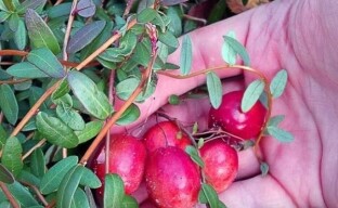 Esitämme huomiosi suurikokoisia karpaloita