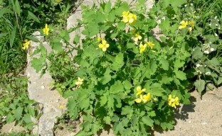 Myrkyllinen celandine kuuluu lääkekasveihin