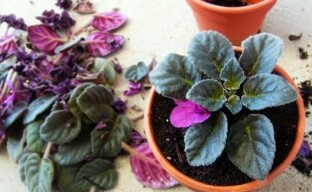 Mitä tehdä kaupasta ostetulla alennuksella violetilla?