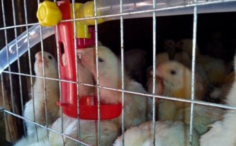 Kolmen viikon ikäisten poikasien pitäminen
