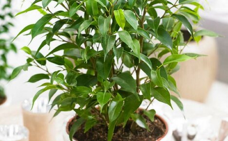 Vaatimaton ficus Natasha - kotihoito, valokuva