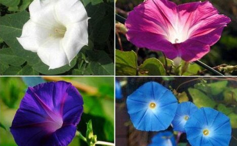 Kasvava monipuolinen aamu-kunnia maalaistalossamme