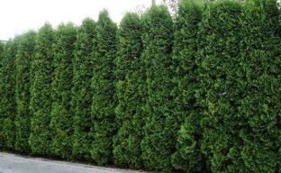 Thuja-lajikkeiden valinta pensasaitoja varten