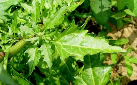 Quinoan hyödyllisiä ominaisuuksia tai kun rikkaruohosta tulee seuralainen