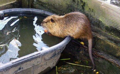 Nutrian jalostaminen kotona - tärkeitä seikkoja aloittelijoille