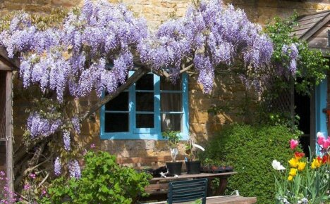 Kuinka wisteria toistuu - päämenetelmät ja vaiheittainen algoritmi
