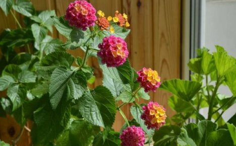 Pisin kukkiva huonekasvi on lantana, kotihoito