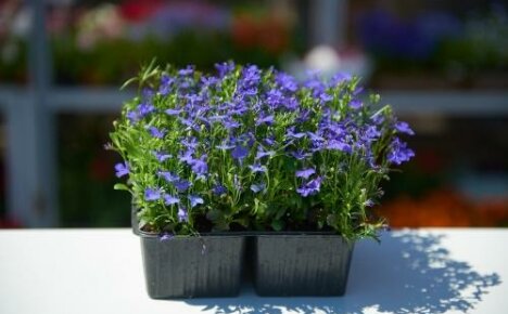 Milloin istuttaa lobelia - kasvamme runsaasti kukkivan kauneuden