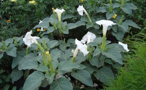 Söpö kukka, jolla on salaperäisiä ominaisuuksia - Datura