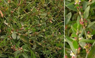 Huomaamaton ja hyödyllinen lintu Knotweed kuuluu lääkekasveihin