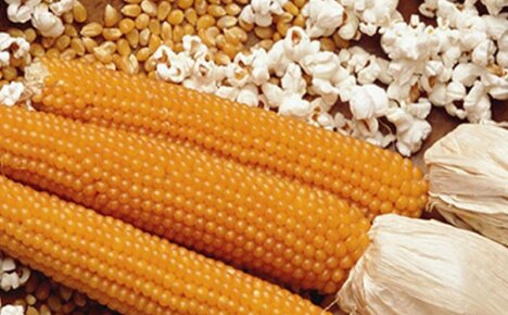 Sopivan maissilajin valitseminen popcornille ja sen kasvattaminen omalla tontillamme