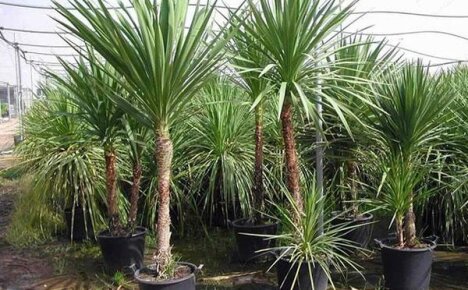 Millaista hoitoa Cordilina tarvitsee kotona