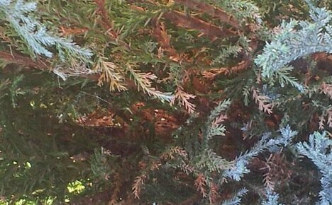Katajan sairaudet ja niiden hoito tehokkailla lääkkeillä