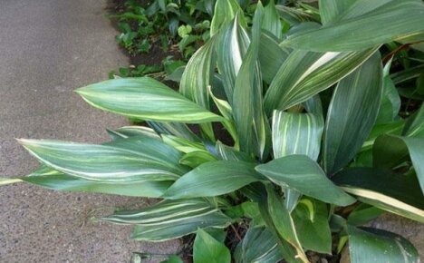 Esimerkki malliperheestä - aspidistra
