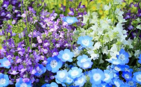 Kirkkaat ja hienostuneet Nemophila-kukat maan kukkapenkkeihin