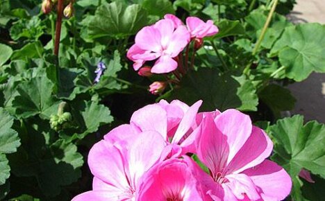 Mikä johtaa pelargonium-lehtien kellastumiseen ja miten kasvia voidaan auttaa?