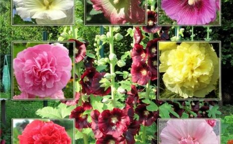 Mallow-tyypit ja lajikkeet puutarhaan